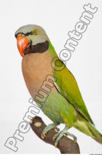 Parrot Psittacula alexandri 0012